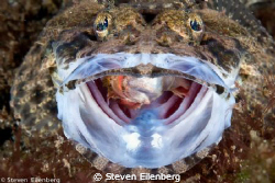 Crocodilefish swallowing scorpionfish by Steven Eilenberg 